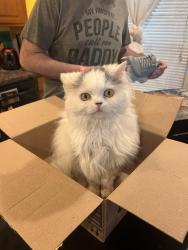 Lost Male Cat last seen Pinegrove park, Dalton, MA 01226