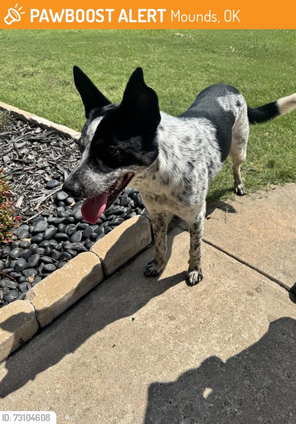 Found/Stray Male Dog last seen Highway 75 and 191st Street, Mounds, OK 74047