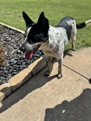 Found/Stray Male Dog last seen Highway 75 and 191st Street, Mounds, OK 74047