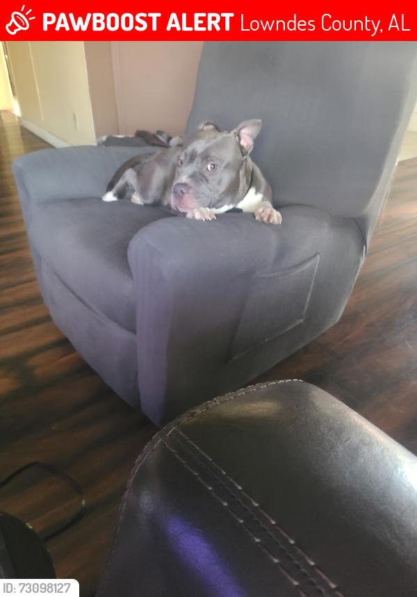 Lost Female Dog last seen Rudolph AL Gordon Circle, Lowndes County, AL 36785