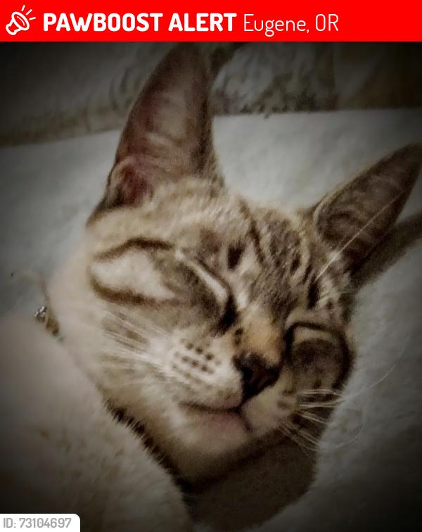 Lost Male Cat last seen Taney n barger, Eugene, OR 97402