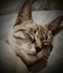 Lost Male Cat last seen Taney n barger, Eugene, OR 97402