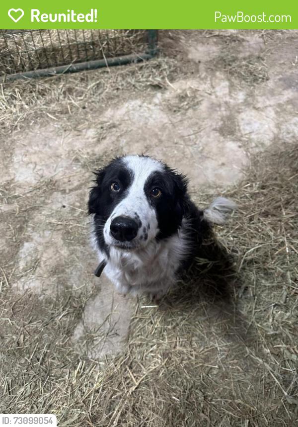 Reunited Male Dog last seen Lake Road /Dutch Fork Church Road , Donegal Township, PA 15376