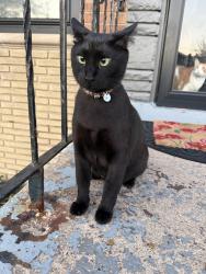 Reunited Female Cat last seen Wolcott Ave & 74th Street, Chicago, IL 60636
