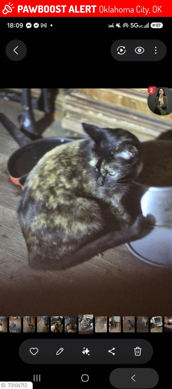 Lost Female Cat last seen Penn sw 44, Oklahoma City, OK 73119