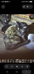 Lost Female Cat last seen Penn sw 44, Oklahoma City, OK 73119