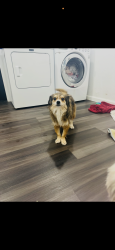 Lost Female Dog last seen Buckingham, Garland, TX 75040