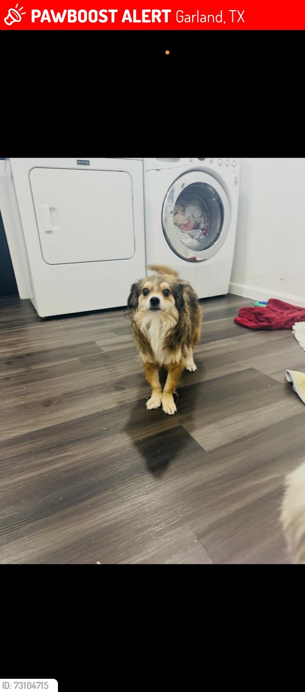Lost Female Dog last seen Buckingham, Garland, TX 75040