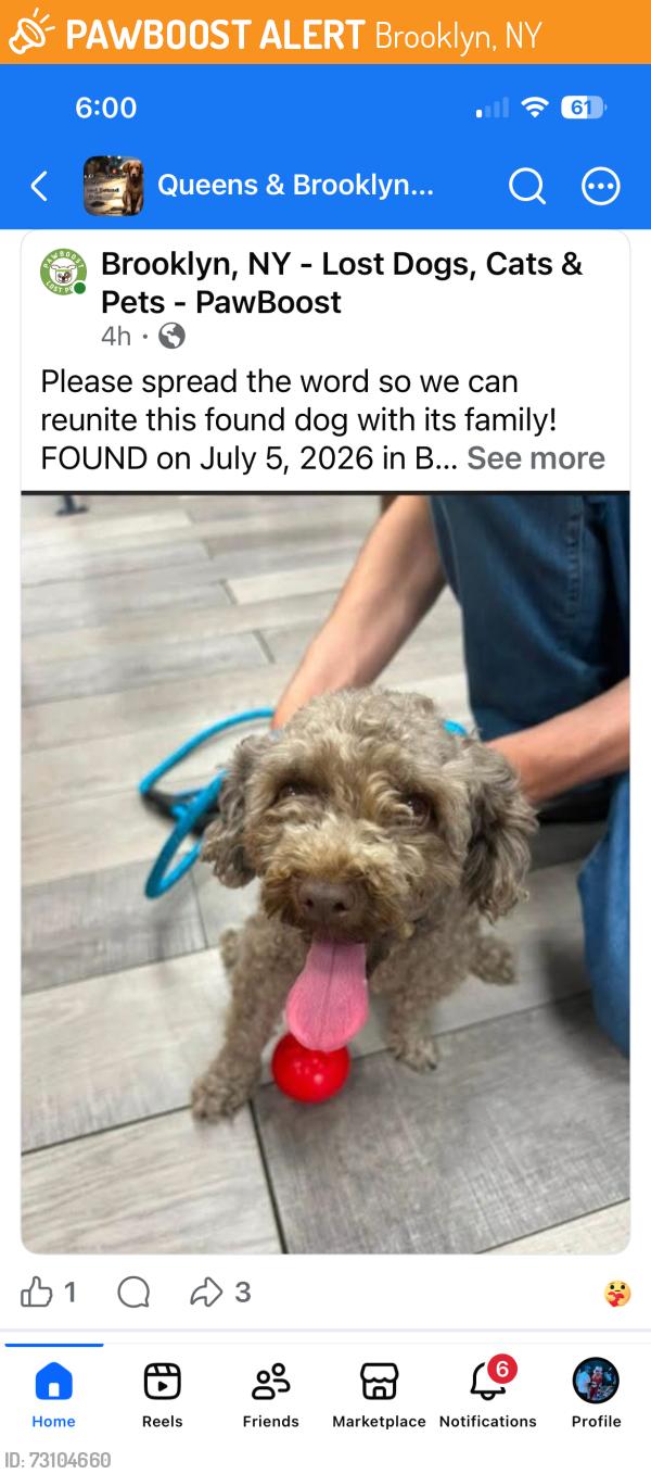 Found/Stray Female Dog last seen Near Ave and 63 street, Brooklyn, NY 11219
