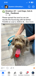 Found/Stray Female Dog last seen Near Ave and 63 street, Brooklyn, NY 11219