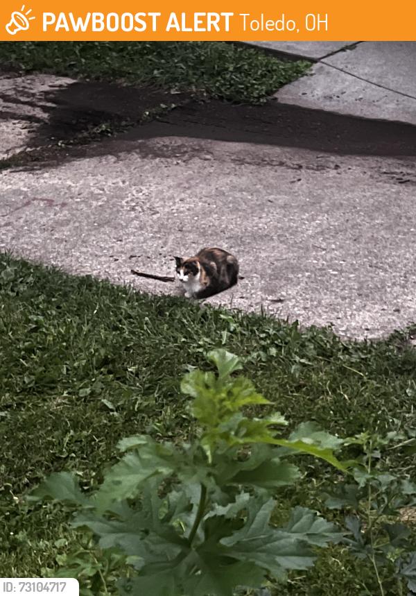 Found/Stray Unknown Cat last seen Willys parkway, Toledo, OH 43612
