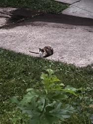 Found/Stray Unknown Cat last seen Willys parkway, Toledo, OH 43612