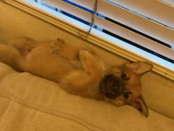 Shelter Stray Male Dog last seen Near S Coast Boulevard, San Diego, CA, 92037, 5500 Gaines St, San Diego, CA 92110, USA