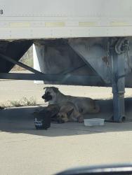 Found/Stray Unknown Dog last seen Bldg 160, Edwards, CA 93523