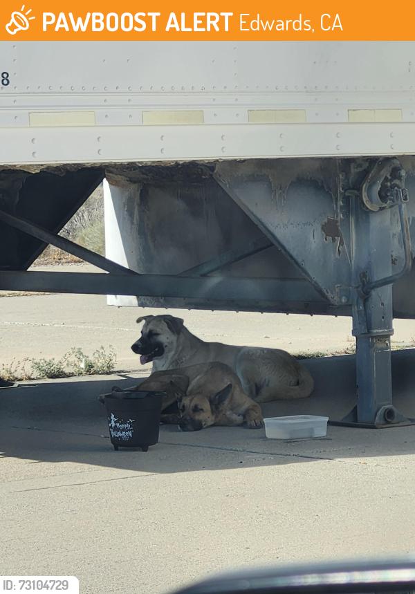 Found/Stray Unknown Dog last seen Bldg 160, Edwards, CA 93523