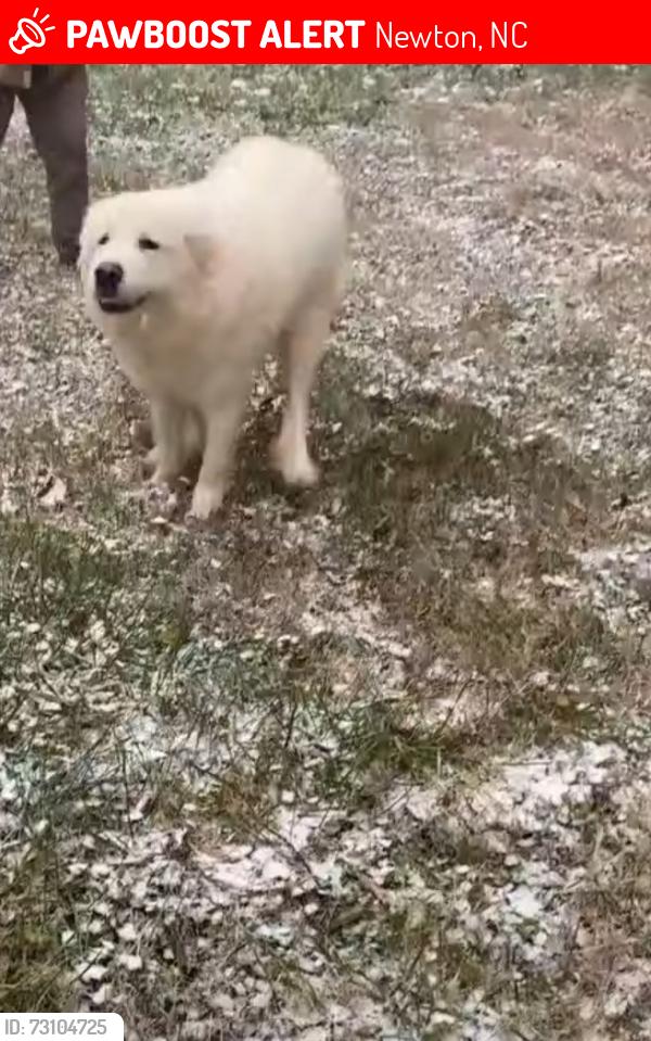 Lost Female Dog last seen Near West 7th Street, Newton, NC 28658