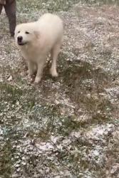 Lost Female Dog last seen Near West 7th Street, Newton, NC 28658
