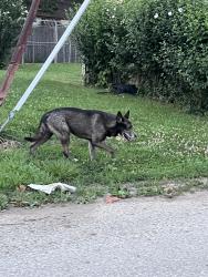 Found/Stray Male Dog last seen Sullivant Ave , Columbus, OH 43223