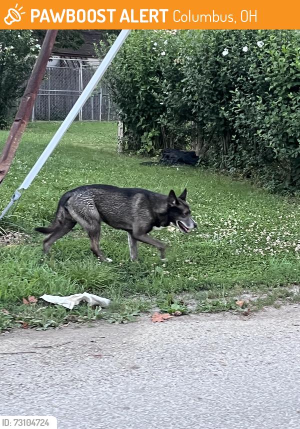 Found/Stray Male Dog last seen Sullivant Ave , Columbus, OH 43223