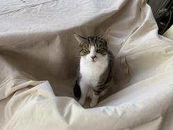 Lost Male Cat last seen 1/2 mile from old Middlesex Courthouse, Saluda, Va, Saluda, VA 23149