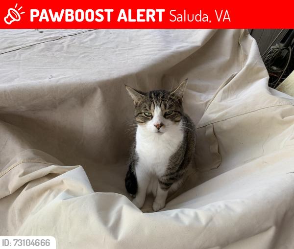 Lost Male Cat last seen 1/2 mile from old Middlesex Courthouse, Saluda, Va, Saluda, VA 23149