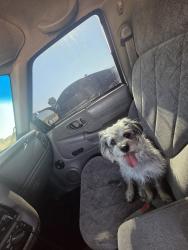Lost Female Dog last seen Near Susan ave, California City, CA 93505
