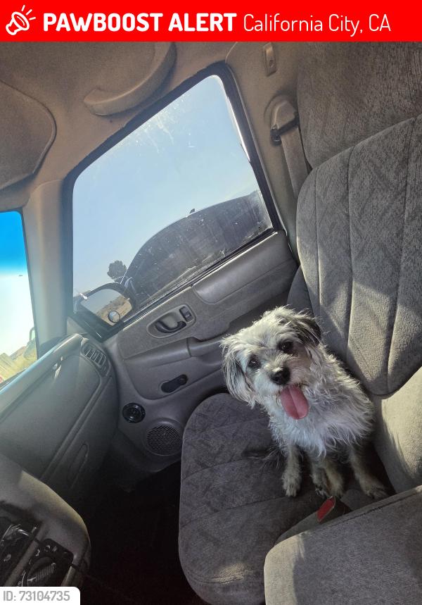 Lost Female Dog last seen Near Susan ave, California City, CA 93505