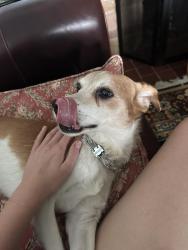 Reunited Male Dog last seen 127th Street and Keeler, Alsip, IL 60803