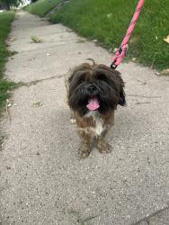 Found/Stray Female Dog last seen St Mary’s College, Portage Township, IN 46556