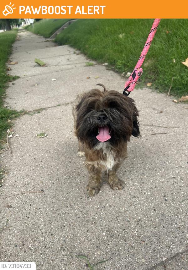 Found/Stray Female Dog last seen St Mary’s College, Portage Township, IN 46556