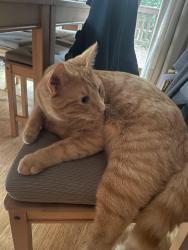 Lost Male Cat last seen henderson avenue, Roberts Creek, BC V0N 2W2