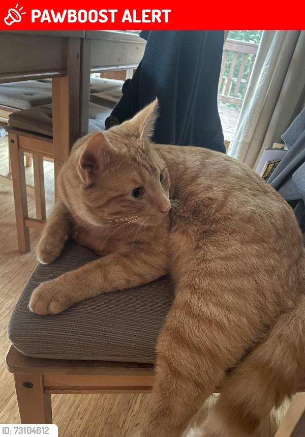 Lost Male Cat last seen henderson avenue, Roberts Creek, BC V0N 2W2