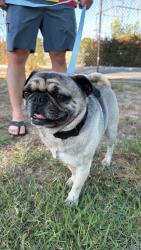 Found/Stray Male Dog last seen Dorothy Rosemead, Rosemead, CA 91770
