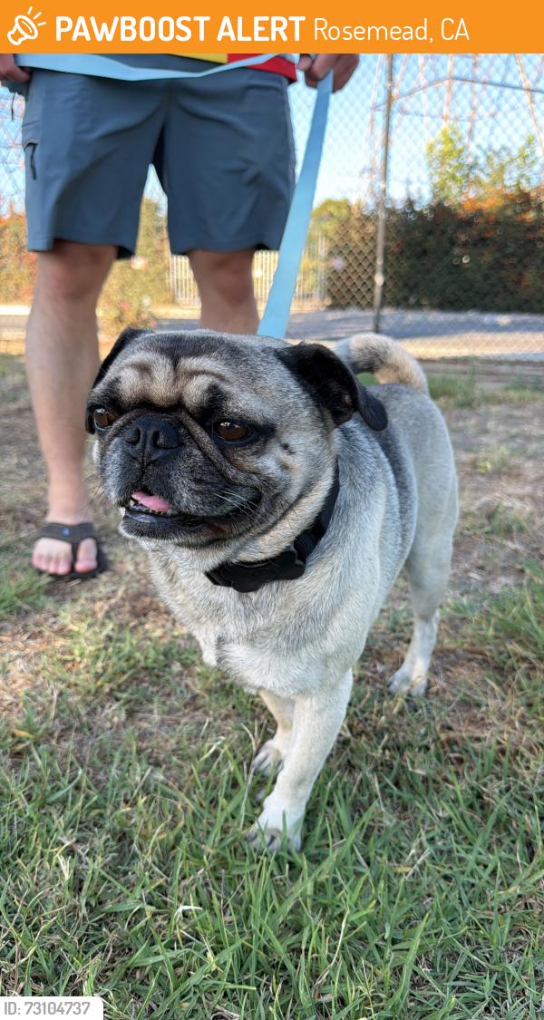 Found/Stray Male Dog last seen Dorothy Rosemead, Rosemead, CA 91770