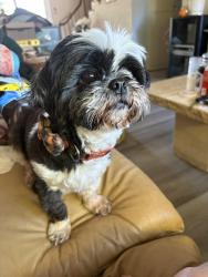 Reunited Female Dog last seen Lewis Road & Lone Bluff, San Jose, CA 95111