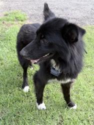 Reunited Unknown Dog last seen Near and 1316, Smith County, TX 75703