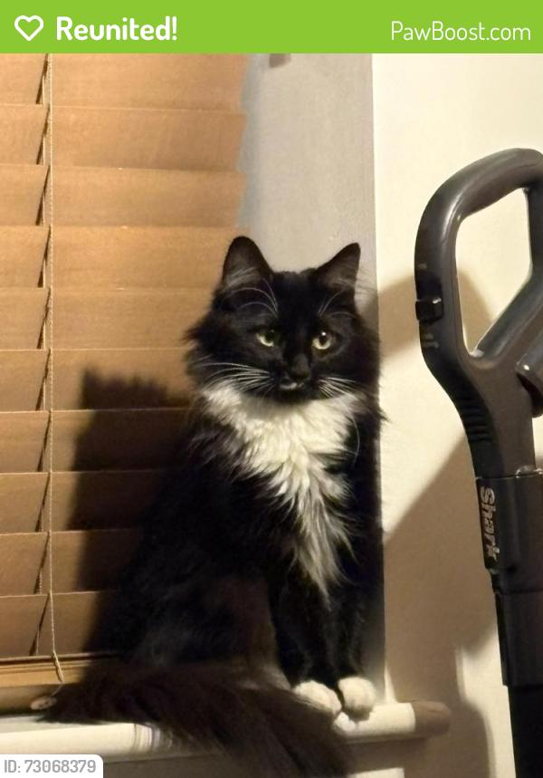 Reunited Female Cat last seen Harpton Parade/Harpton Close, Yateley, Hampshire , Hampshire, England GU46