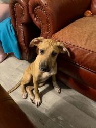 Found/Stray Male Dog last seen Drop Off Drive in Jedburg, Summerville, SC 29486
