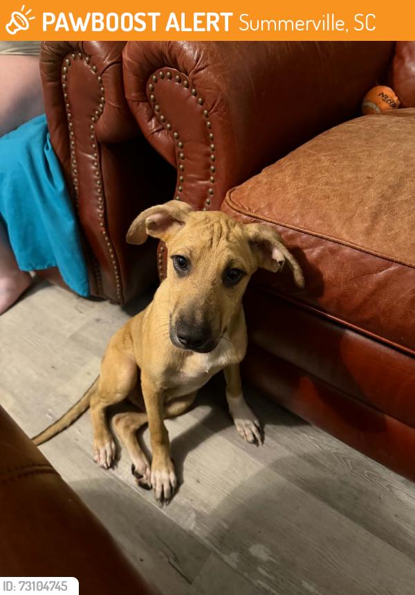 Found/Stray Male Dog last seen Drop Off Drive in Jedburg, Summerville, SC 29486