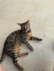 Lost Female Cat last seen Ron Boyett St., Center St., White Oak, TX 75693