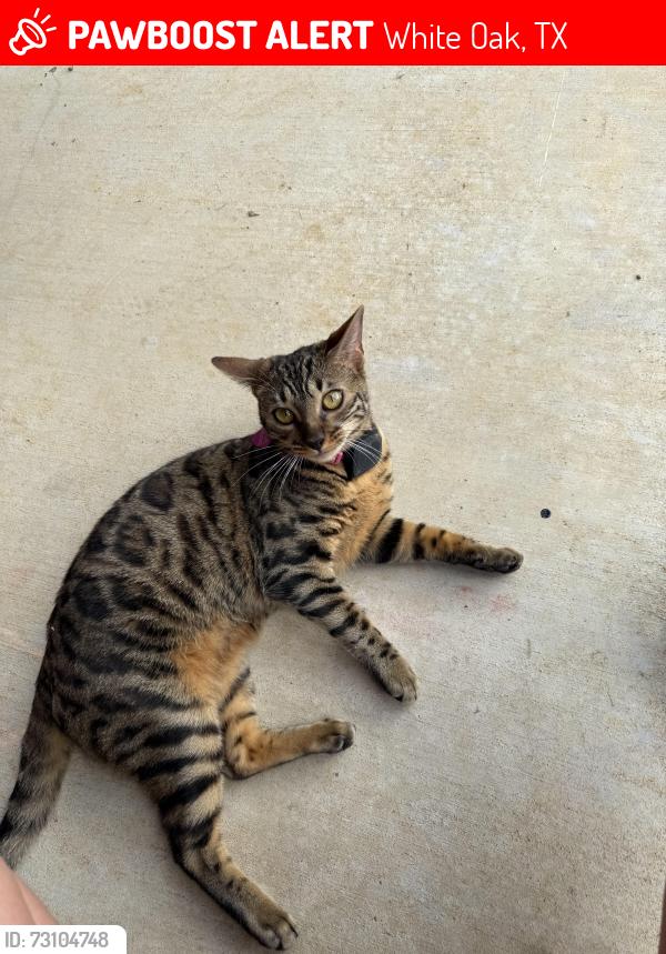 Lost Female Cat last seen Ron Boyett St., Center St., White Oak, TX 75693