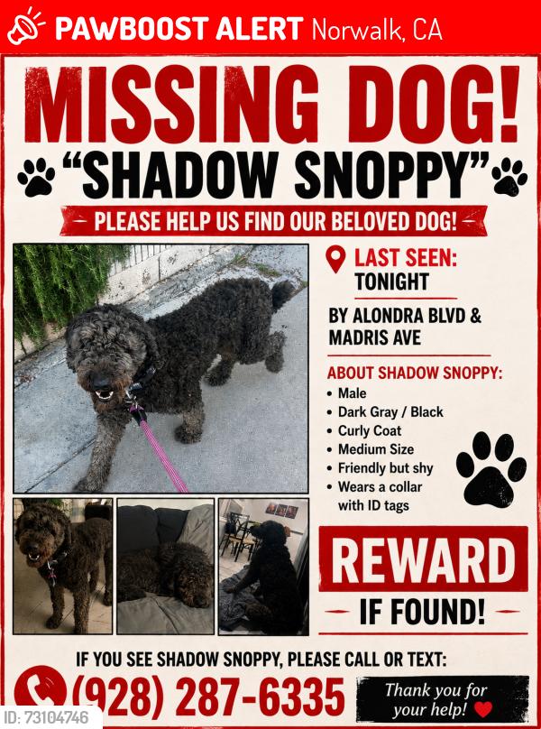 Lost Male Dog last seen Madris/Alondra blvd, Norwalk, CA 90650