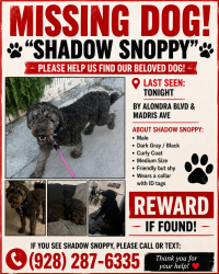 Lost Male Dog last seen Madris/Alondra blvd, Norwalk, CA 90650