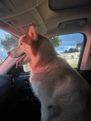 Found/Stray Unknown Dog last seen At the exit of the bypass and Forelines Rd., Winterville, NC 28590