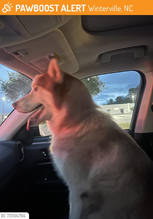Found/Stray Unknown Dog last seen At the exit of the bypass and Forelines Rd., Winterville, NC 28590