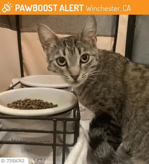 Found/Stray Female Cat last seen Grandville and Cloche, Winchester, CA 92596