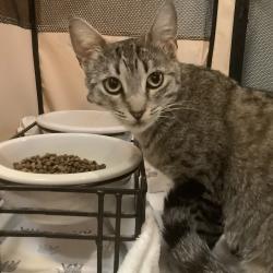 Found/Stray Female Cat last seen Grandville and Cloche, Winchester, CA 92596