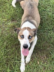 Found/Stray Female Dog last seen Hwy 157, Cullman, AL 35058