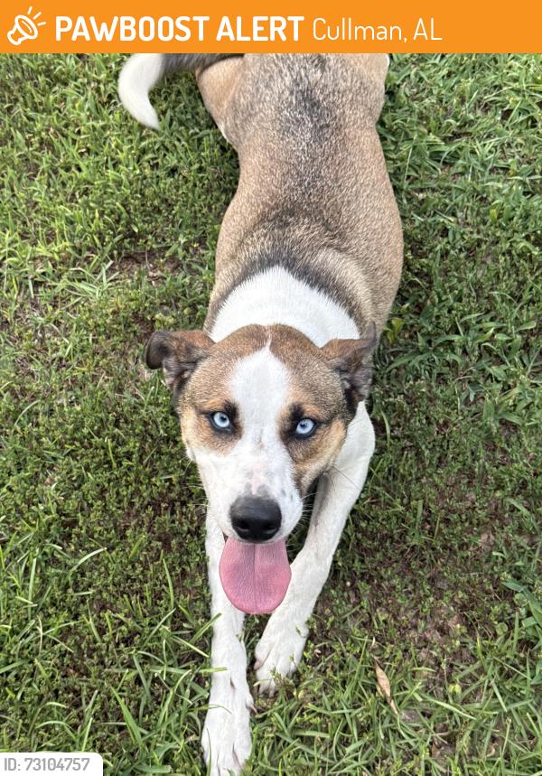 Found/Stray Female Dog last seen Hwy 157, Cullman, AL 35058
