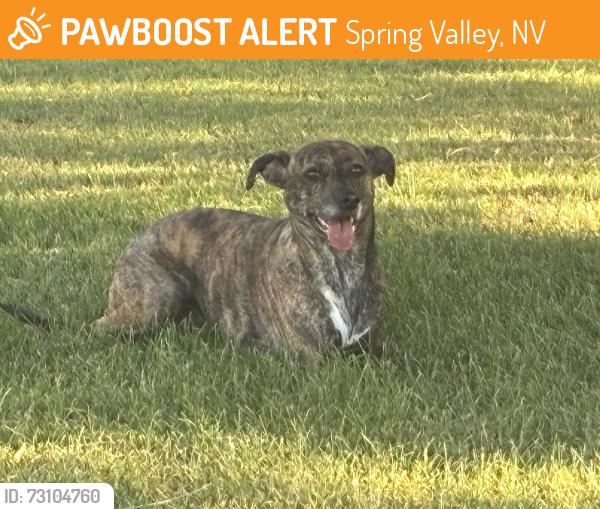 Found/Stray Male Dog last seen Twain and rainbow, Spring Valley, NV 89103